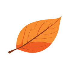 Fototapeta premium Vibrant Autumn Leaf with Detailed Veins and Warm Orange Hues (1)