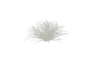 Light gray grass plant silhouette isolated on white background. Minimal nature design for...