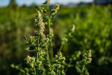 Catnip (nepeta cataria) flowers blooming vibrantly in a sunlit field, creating a warm and inviting atmosphere filled with the essence of summer and nature's beauty