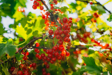 Bunches of ripe red currants are hanging from the branches of a currant bush, illuminated by...