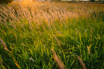 Warm sunlight bathing a meadow of grass during the golden hour, creating a serene and tranquil landscape filled with vibrant colors and the beauty of nature's evening glow