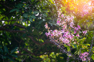 Beautiful Pink Flowers in Sunlight Glow