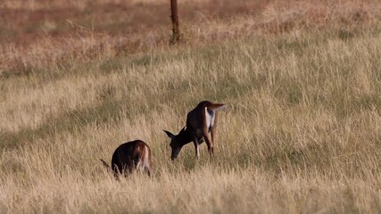 Two female Elk graze on the prairie at Rocky Mountain Arsenal National Wildlife Refuge near Denver, Colorado