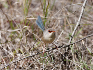 Female Variegated Fairywren (Malurus lamberti) perched on a low thin branch with grassy bokeh...