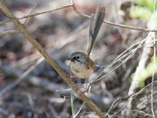 Juvenile Male Variegated Fairywren (Malurus lamberti) perched on a branch with bokeh Australian...