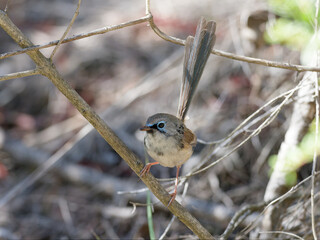 Juvenile Male Variegated Fairywren (Malurus lamberti) perched on a branch with bokeh Australian...