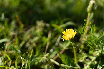 Dandelion Bloom in Spring Sunlight①
