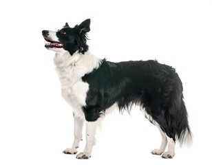 Black and white dog, profile view