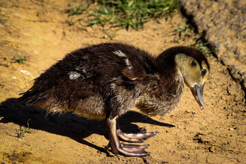 Young duck just out of water