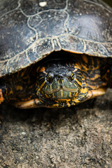 Close-up of a yellow-bellied slider turtle on rock