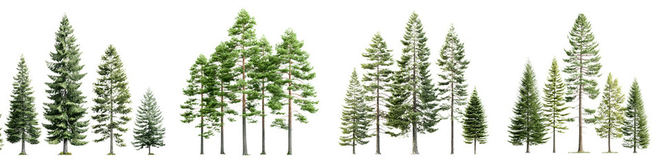 Collection of Green Pine and Fir Trees Isolated on White Background