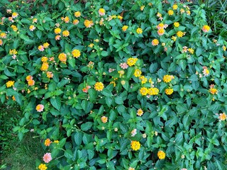 Bright Lantana camara flowers in full bloom, with vibrant yellow, orange, and pink clusters...