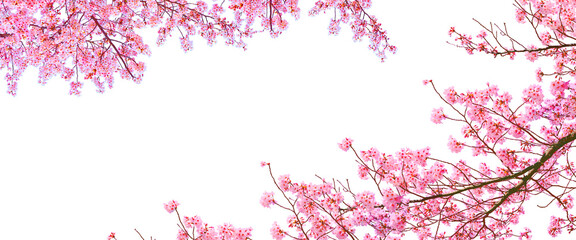Cherry blossom blooming in spring isolated on white background.