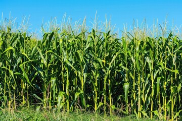 Corn field under bright blue sky with green stalks growing in sunny weather