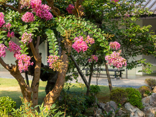 庭園に咲いた百日紅の花