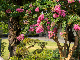 庭園に咲いた百日紅の花