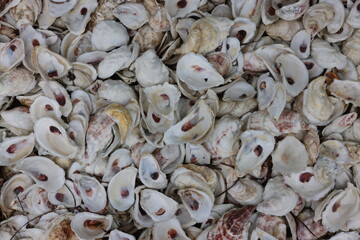 Oyster Shells