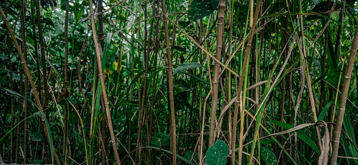 Obraz premium A cool, tranquil close-up of a lush bamboo grove with green and tan stalks and dense foliage in soft diffused light—perfect for eco, wellness, nature, or mindfulness visuals.