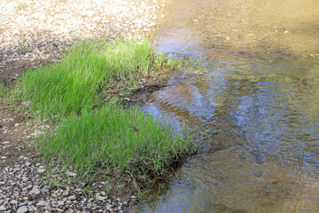 Fresh green grass on the bank of a shallow river, where the bottom is covered with stones and pebbles, and sunlight reflects on the water. This image conveys a sense of tranquility and natural beauty,