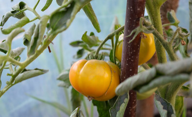 Yellow tomatoes are growing on a bed among dense green leaves. The photograph conveys a sense of...