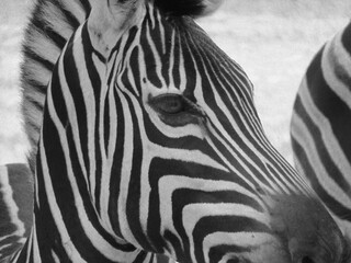 Monochrome Close-up of a Plains Zebra in Natural Habitat