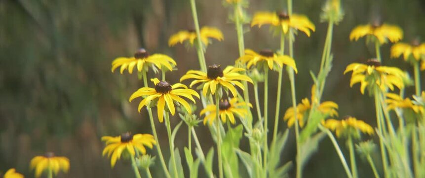 Shallow DOF flowers of Rudbeckia hirta 4K anamorphic video