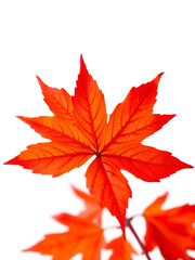 A vibrant red-orange maple leaf, crisply detailed, stands out against a pure white background.