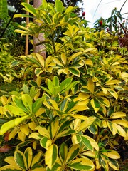 Variegated Schefflera plant with bright yellow and green leaves in a tropical garden. Vibrant...