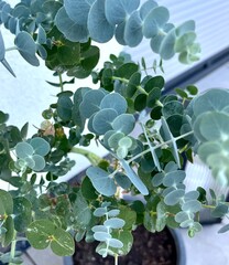 green plant in the garden
