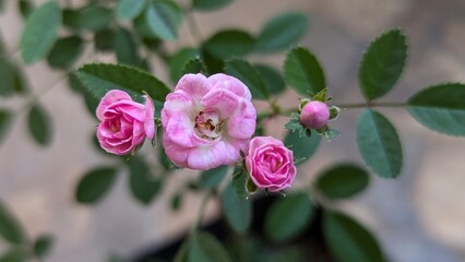 A small plant with a few pink rosebuds.