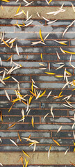 An overhead view of vibrant yellow and pale autumn leaves scattered randomly on a wet, gray brick walkway. The intricate texture of the leaves and bricks creates a seasonal pattern.
