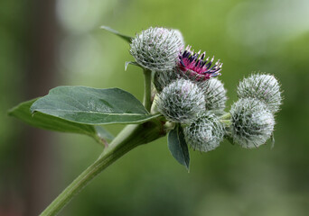 Close-up of a flowering greater burdock branch on a blurred green background. Selective soft focus.
