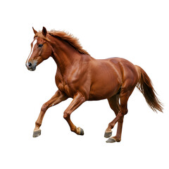 Obraz premium Chestnut Horse in Motion, isolated on transparent background