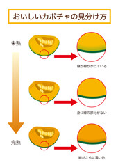 おいしいかぼちゃの見分け方 イラスト ベクター 熟した 甘い
