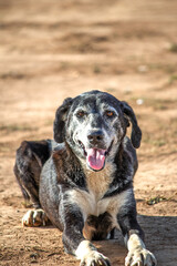 Smiley dog portrait. Black stray dog with a happy smile and tongue hanging out. Cute, friendly...