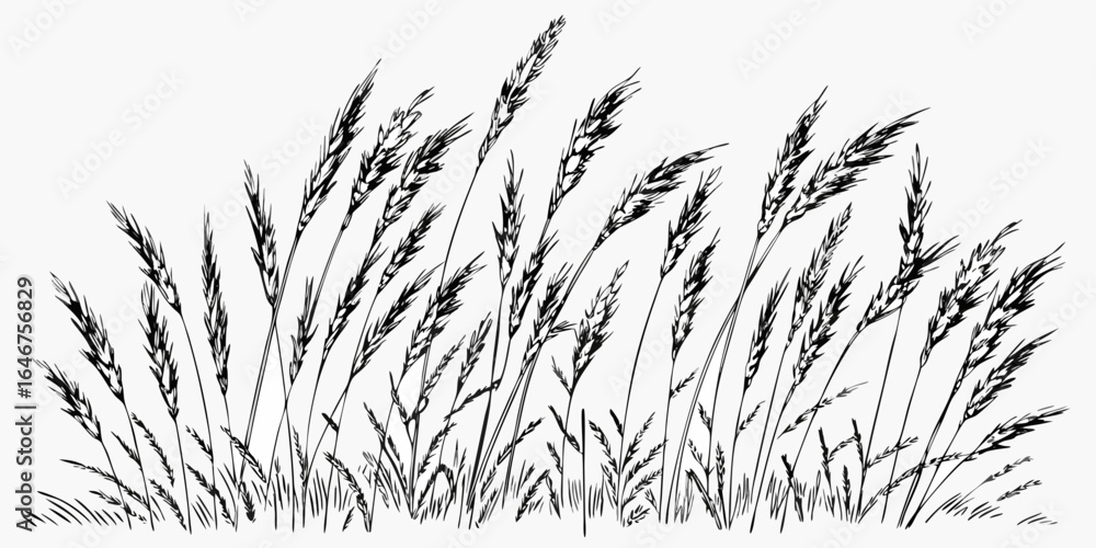 Poster vector illustration of several wheat stalks in black and white with a field of grass at the bottom e