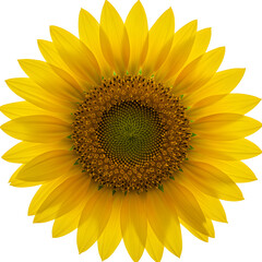 Fototapeta premium Sunflower close-up, isolated on transparent background