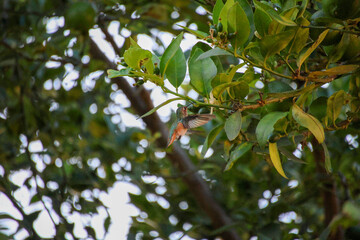 Hummingbird flying on the tree