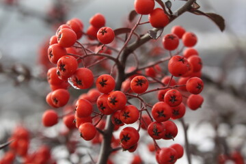 red berries in snow