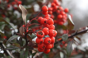 red berries on a branch
