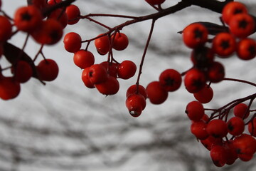 red berries on a branch