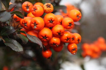 red berries on a bush