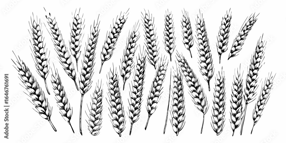 Poster vector illustration showing a collection of wheat stalks in a black and white drawing style image vi