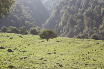 landscape in the mountains
