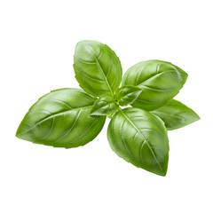 Fototapeta premium Fresh Basil Leaves, isolated on transparent background