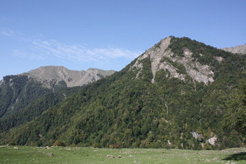 mountain landscape with cows