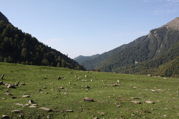 cows in the mountains