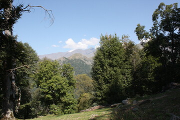 pine trees in the mountains
