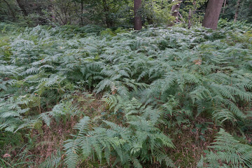Lush ferns carpet the forest floor, creating a serene, green oasis beneath the canopy, inviting...