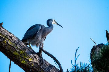 White-faced heron on the tree